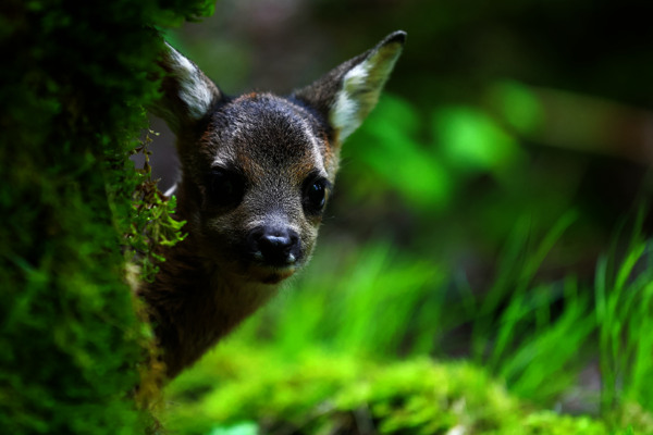 ANIMAUX