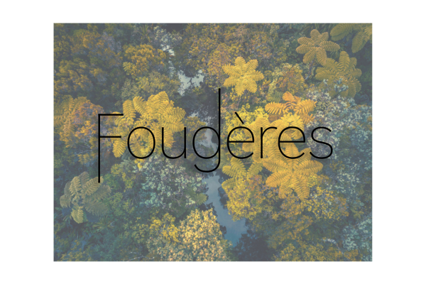 LA RÉUNION - Fougères 